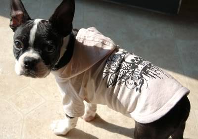 Boston Terrier Clothing